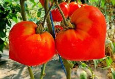 Tomatensamen alte deutsche gebraucht kaufen  Beilngries