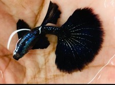 Live aquarium guppy for sale  National City
