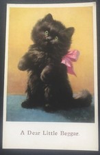 fluffy kittens for sale fluffy kittens for sale DUMFRIES