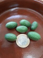 Cucamelon Sandía Ratón - 30 semillas - ( Melothria scabra ) seeds - Sandia, usado comprar usado  Enviando para Brazil