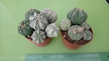Astrophytum astérias hybride d'occasion  Sorgues