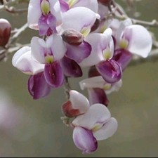 Desert ironwood tree for sale  Arizona City