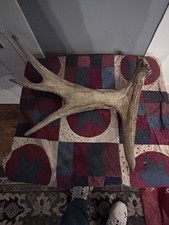 Moose antler shed for sale  Colebrook