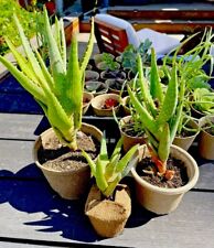 Organic aloe vera for sale  Los Angeles