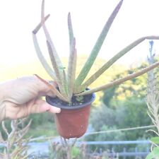 Vaso aloe vera usato  Barcellona Pozzo di Gotto