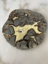 Inch septarian dragon for sale  Prosper