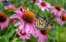 Purple coneflower echinacea for sale  Aspers