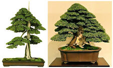 Semi juniperus rigida usato  Nizza di Sicilia