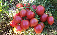 10 graines de tomate rare Dе Barao Tsarskiy productive et délicieuse seeds m.bio comprar usado  Enviando para Brazil