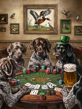 German shorthaired pointers for sale  DUNSTABLE