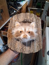 Peeping tree rare for sale  Ashland