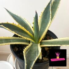 Agave americana marginata usato  Catania