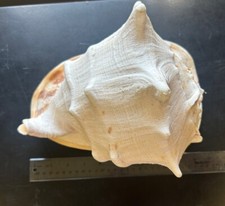 Large horned queen for sale  West Monroe