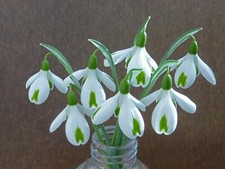 Galanthus trumps for sale  UK