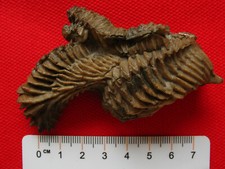 Huitre bivalve oxfordien d'occasion  La Chapelle-Saint-Luc