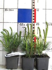 Pinus mugo heimische gebraucht kaufen  Bad Bergzabern