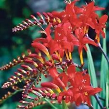 Bulbs crocosmia lucifer for sale  Kathleen