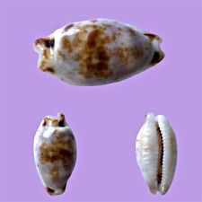 Cypraea hirundo rouxi usato  Roma