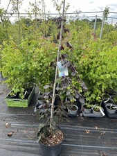 Beech purple fountain for sale  CHORLEY