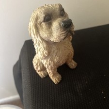 Beautiful cocker spaniel for sale  Absecon
