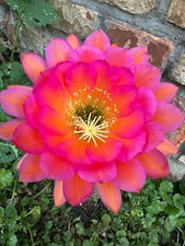 Ibrido trichocereus ka2019.162 usato  Spedire a Italy