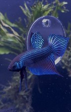 Blue alien betta for sale  Grapevine