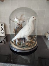 Taxidermy birds ptarmigan for sale  FLEET