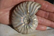 Rare ammonite cleoniceras d'occasion  Pont-à-Mousson