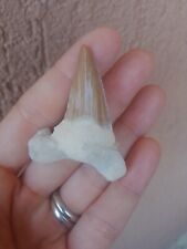 Fossili grande dente usato  Pontedera