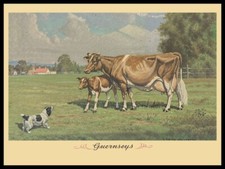 1935 style guernsey for sale  Bowling Green