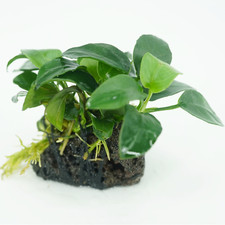 Anubias nana stone for sale  Inglewood
