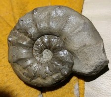 Ceratit ceratites praenodosus gebraucht kaufen  Frankenthal