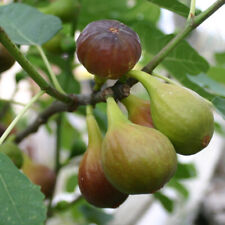 Large fig tree for sale  NEWTOWNARDS
