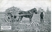 Hadfield turnip manure. for sale  NORTHALLERTON