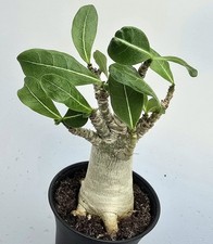 baobab gebraucht kaufen baobab gebraucht kaufen Obertshausen