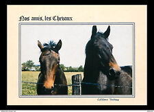 Animaux chevaux amis d'occasion  Fruges