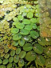 Big salvinia live for sale  LIVERPOOL