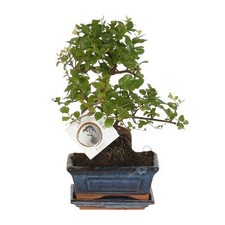 Bonsai form zimmerpflanze gebraucht kaufen  Düsseldorf