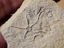 Ophiure fossile sinosura d'occasion  Sessenheim