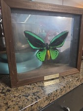 Green birdwing butterfly for sale  Jacksonville