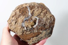 Eden valley petrified for sale  Polson