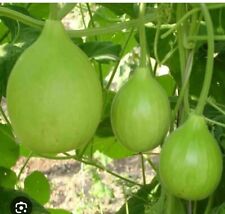 Hybrid indian lauki for sale  LONDON