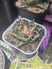 Usado, Agave titanota Caesar 6cm planta suculenta rara comprar usado Usado, Agave titanota Caesar 6cm planta suculenta rara comprar usado  Enviando para Brazil