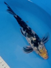 Butterfly shiro utsuri for sale  Findlay
