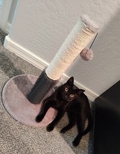 Cat scratch post for sale  Phoenix