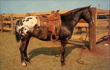 Grand champion appaloosa for sale  South Portland