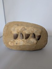 Fossil mosasaur jaw for sale  GREAT YARMOUTH