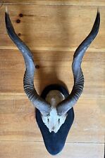 antelope horns for sale  Shelburne