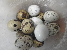 Jumbo coturnix quail for sale  ROMSEY
