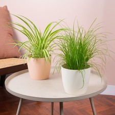 Pet friendly house for sale  UK